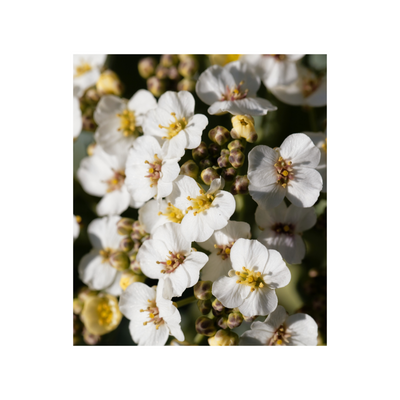 CRAMBE ABYSSINICA (COLD PRESSED ABYSSINIAN) SEED OIL