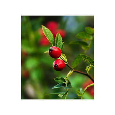 ROSA MOSQUETA (COLD PRESSED ROSEHIP) SEED OIL