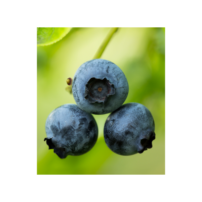 VACCINIUM CORYMBOSUM (COLD PRESSED BLUEBERRY) SEED OIL