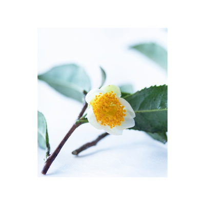 CAMELLIA SINENSIS LEAF EXTRACT