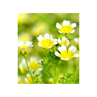 LIMNANTHES ALBA (COLD PRESSED MEADOWFOAM) SEED OIL